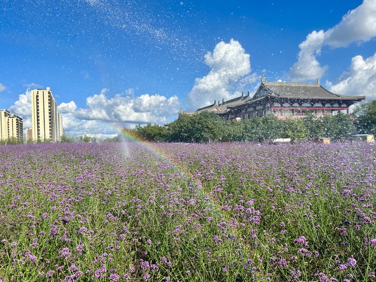 長春北湖花海開啟長春八月的浪漫