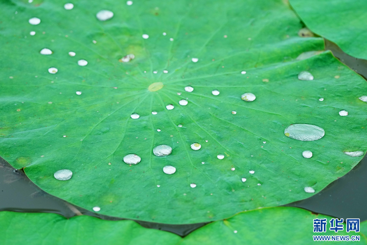 吉林鎮賚：“荷風細雨”送香來