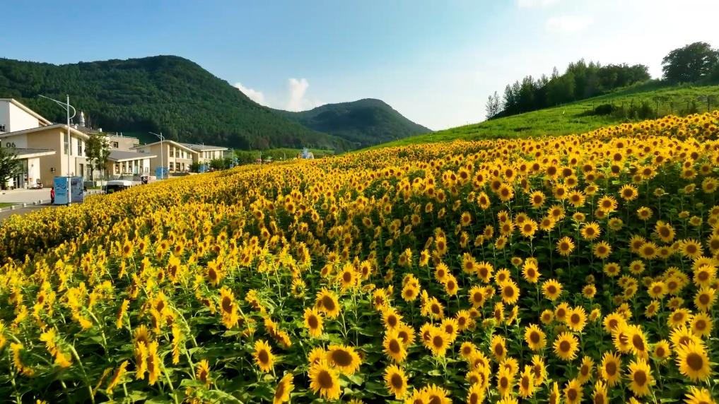 千城勝景｜吉林雙陽：向日葵花海等你來