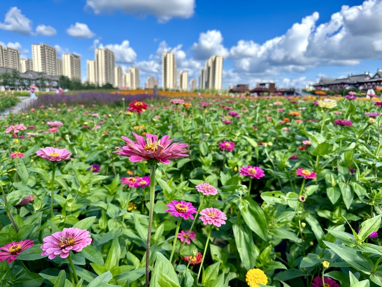 長春北湖花海開啟長春八月的浪漫