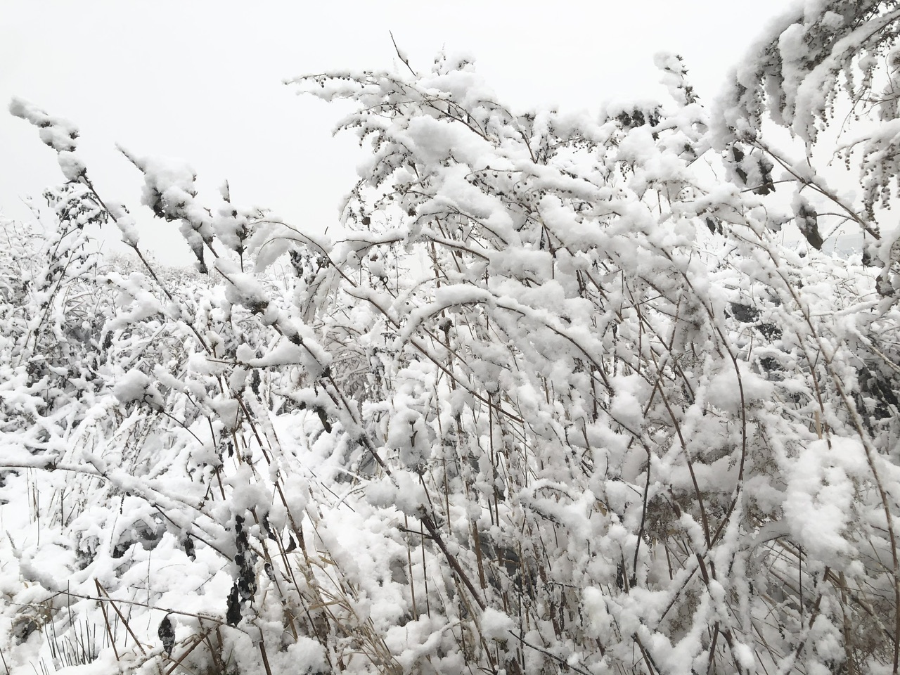 喜迎入冬第一場大雪 長春變成“白富美”！