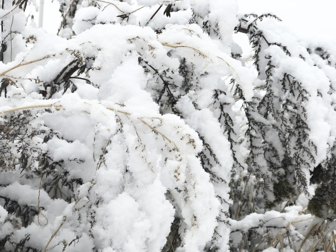 喜迎入冬第一場大雪 長春變成“白富美”！