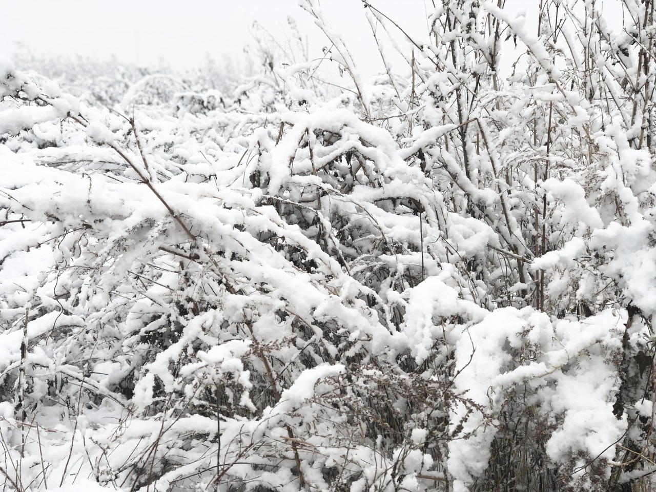 喜迎入冬第一場大雪 長春變成“白富美”！