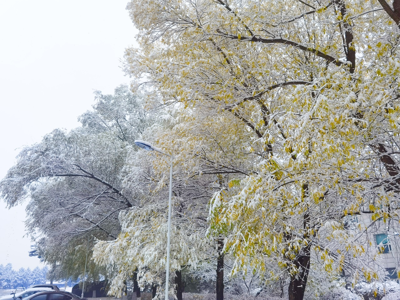 喜迎入冬第一場大雪 長春變成“白富美”！