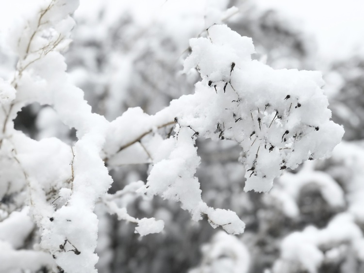 喜迎入冬第一場大雪 長春變成“白富美”！