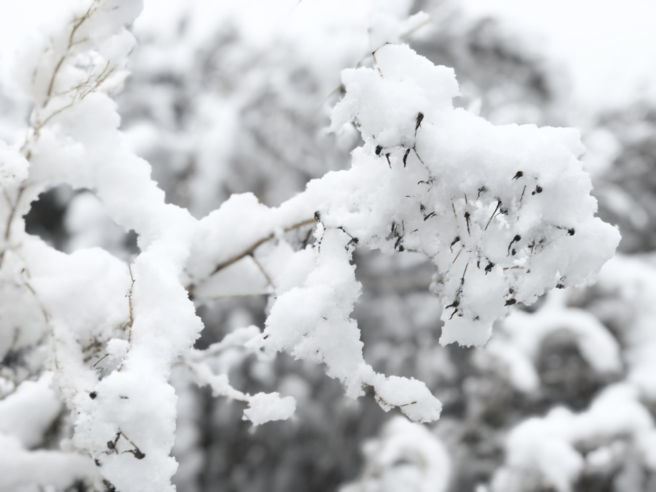 喜迎入冬第一場大雪 長春變成“白富美”！