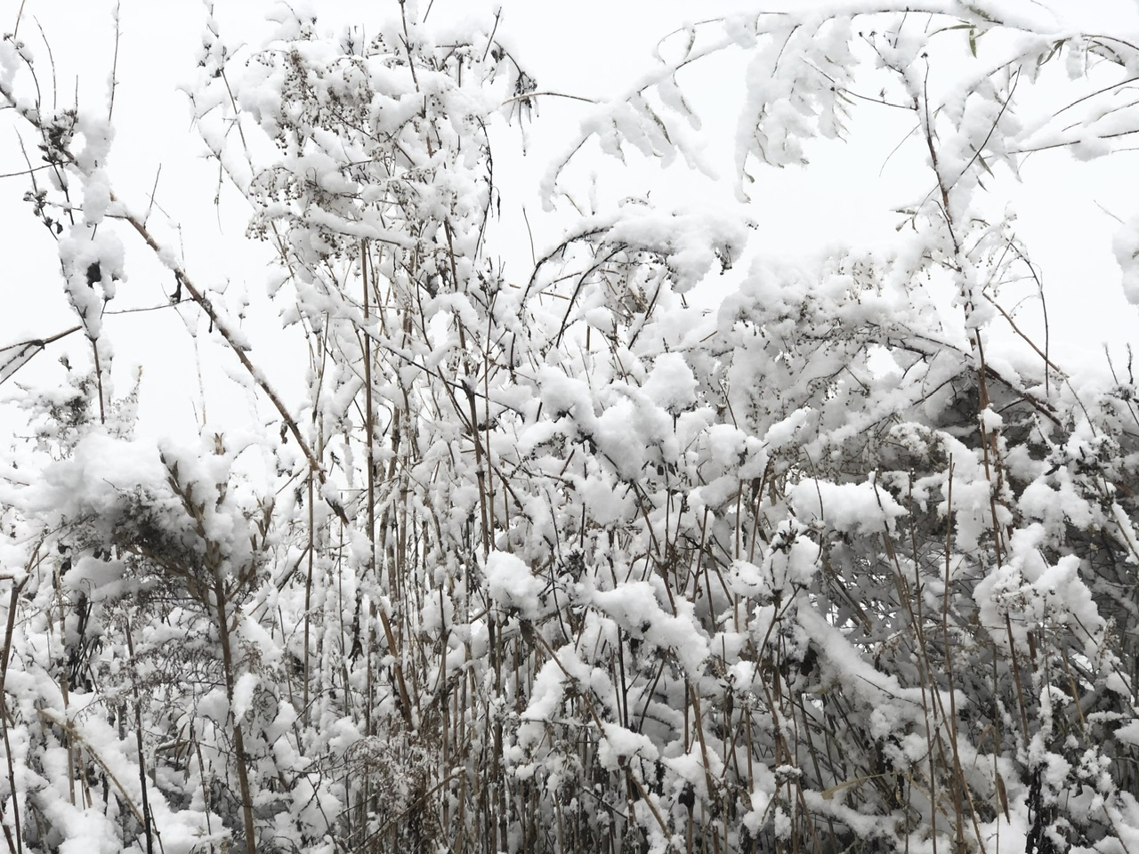 喜迎入冬第一場大雪 長春變成“白富美”！