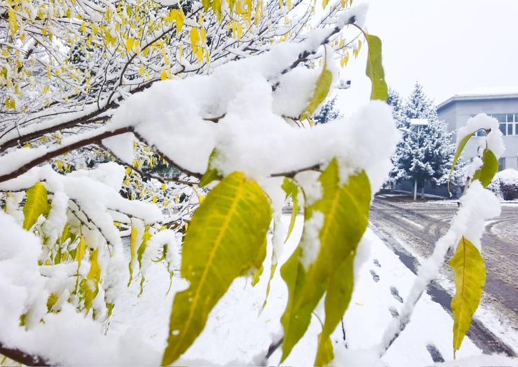 喜迎入冬第一場大雪 長春變成“白富美”！