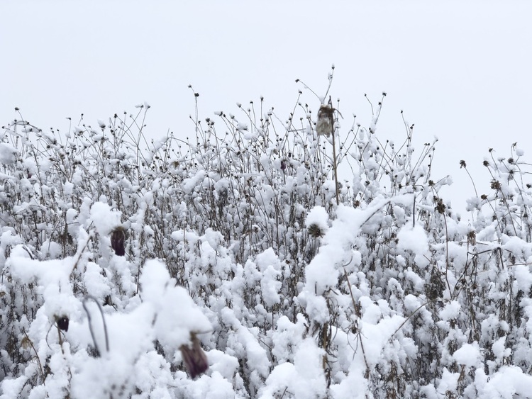 喜迎入冬第一場大雪 長春變成“白富美”！