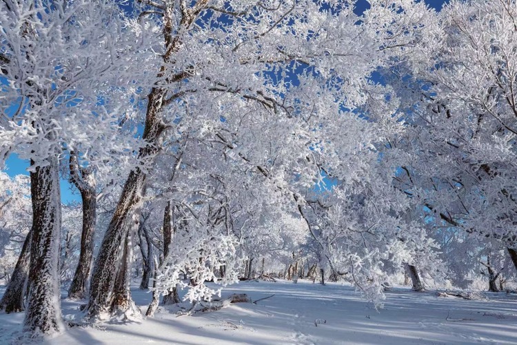 在四方頂邂逅“冰雪奇緣”