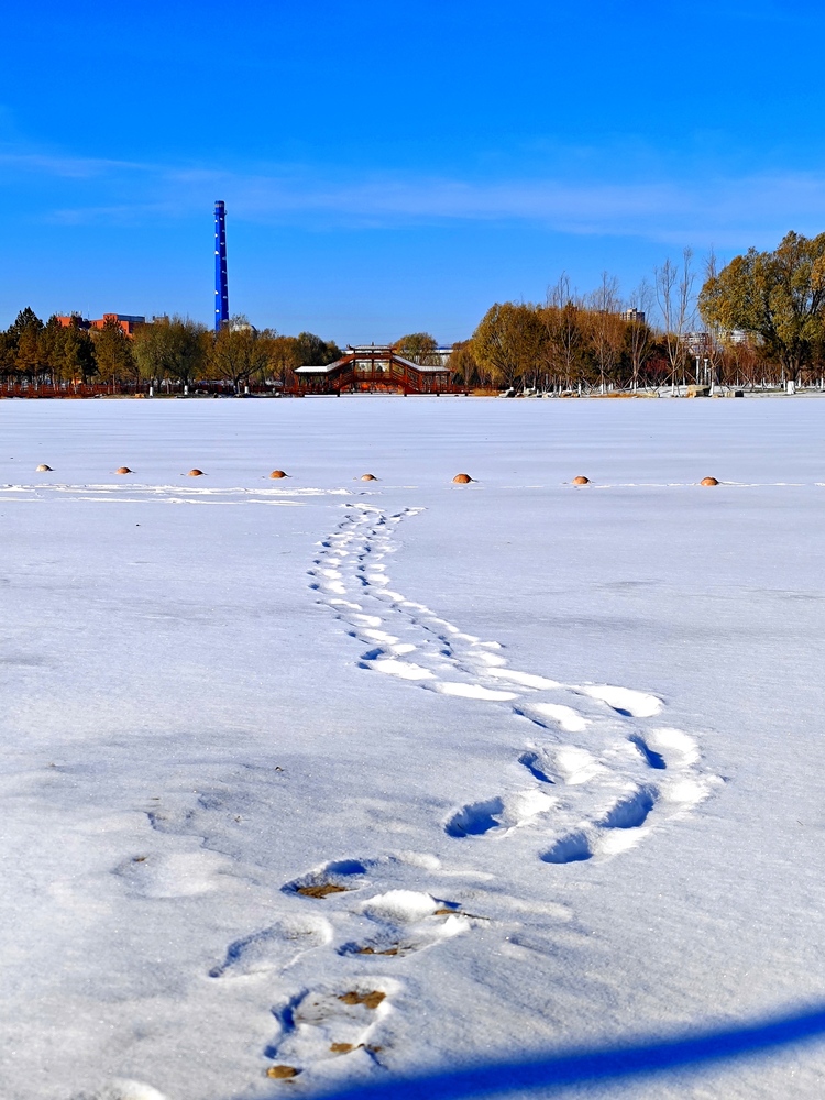 雪後初晴，白城春華園綻放出白色浪漫