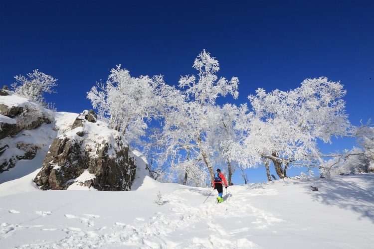 高山霧凇