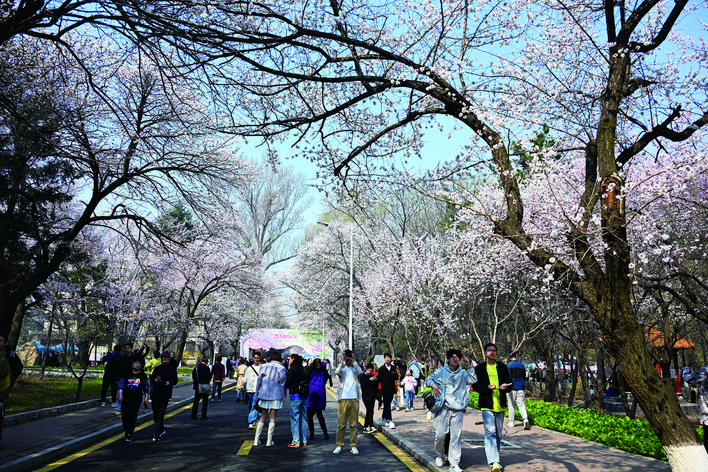 打造長春春季旅遊全新城市IP 繁花初綻 “杏”好有你！