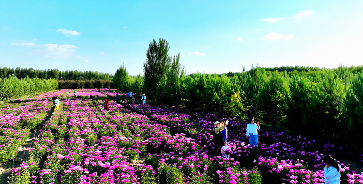 白城市：不負“芍”華  “藥”你共賞