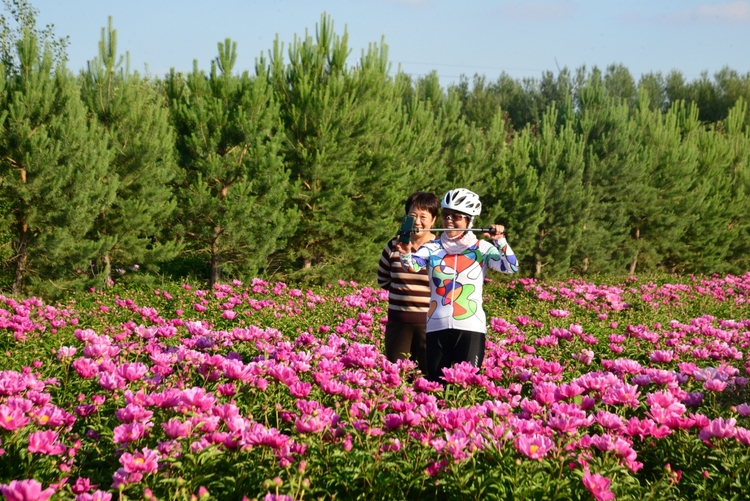 白城市：不負“芍”華  “藥”你共賞