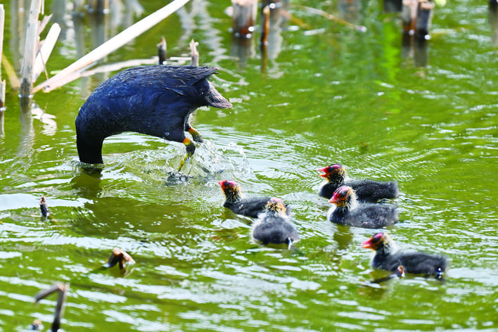 長春：白骨頂雞親子水中暢遊覓食