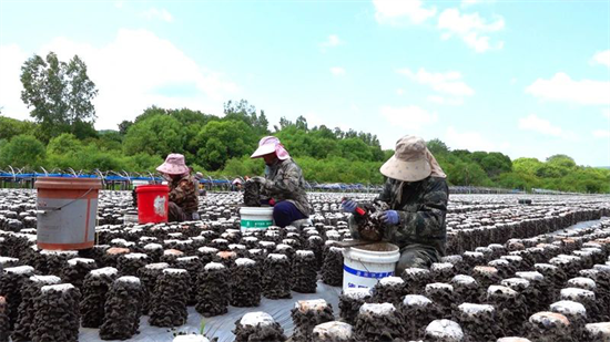 延邊安圖：“小木耳”撬動鄉村振興“大産業”_fororder_吉林小木耳