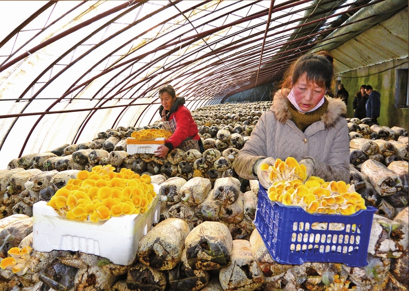 白山市建設中國綠色有機谷·長白山森林食藥城走筆