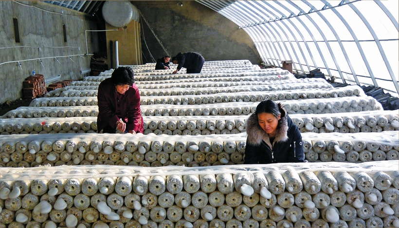 白山市建設中國綠色有機谷·長白山森林食藥城走筆