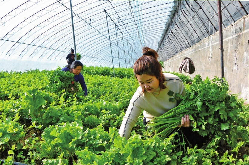 白山市建設中國綠色有機谷·長白山森林食藥城走筆