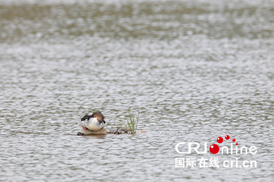 05【吉林】【供稿】【CRI看吉林（標題）】【生態吉林（標題）】【關東黑土（延邊）】【移動版（圖）】延邊州延吉市海蘭江首次發現中華秋沙鴨