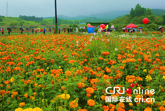 03【吉林】【供稿】【CRI看吉林（標題）】【白山松水（小圖）】【關東黑土（延邊）】【移動版（圖）】延邊州琿春圈河金達萊花海開園迎客