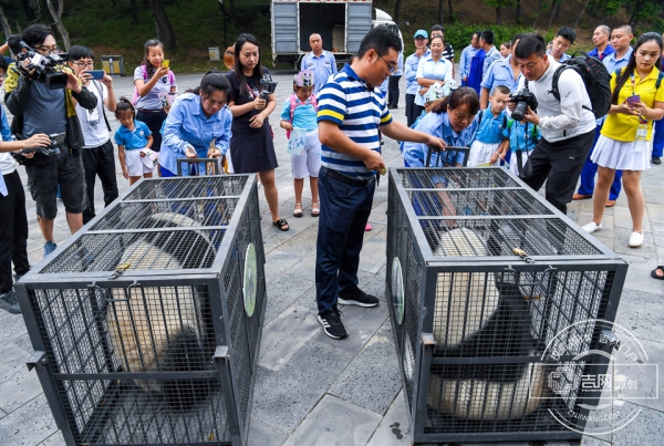 長春東北虎園大熊貓“嘉嘉”“夢夢”回四川“生娃”