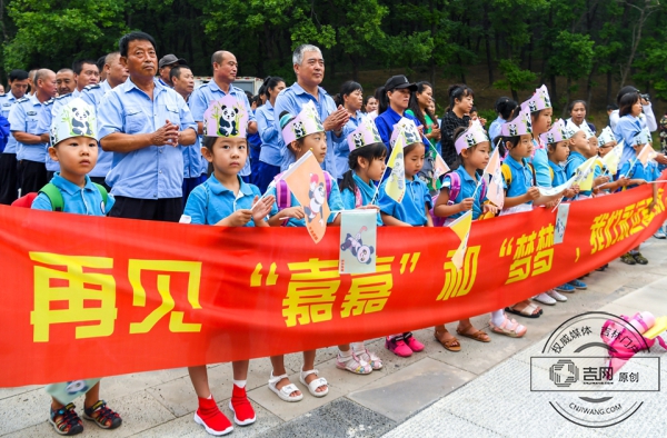 長春東北虎園大熊貓“嘉嘉”“夢夢”回四川“生娃”