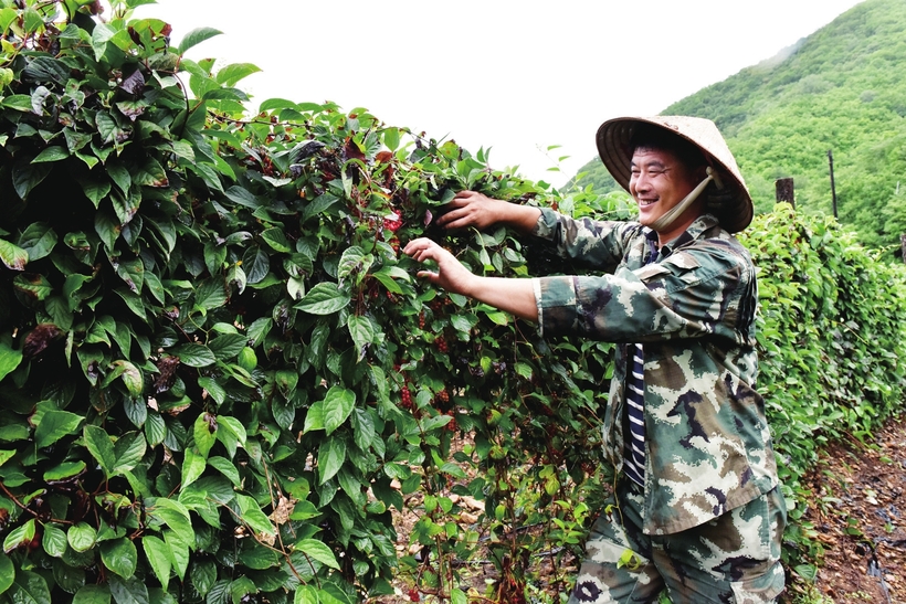 白山市實施鄉村振興戰略概覽