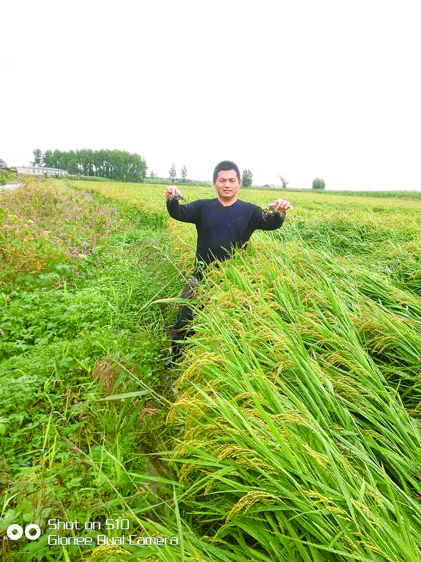 稻蟹共生種養模式 水稻田裏蟹豐收 帶動種植戶致富