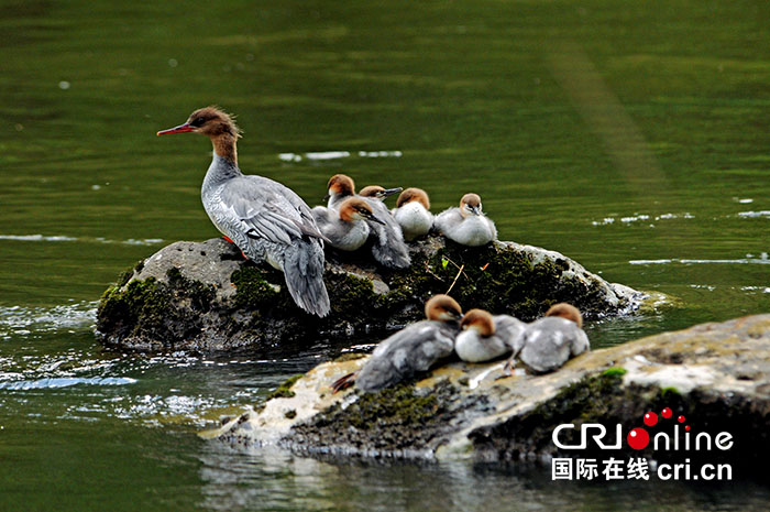 08【吉林】【原創】【CRI看吉林（標題）】【關東黑土（長春）】【移動版（圖）】到2025年吉林省長白山地區中華秋沙鴨將超300對