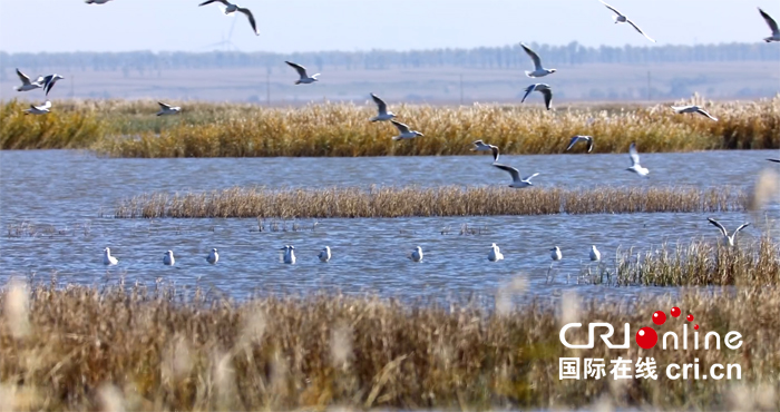 01【吉林】【供稿】【白山松水（大圖）】【CRI看吉林（標題）】【生態吉林（圖+標題+摘要）】10萬餘只候鳥雲集吉林波羅湖國家級自然保護區