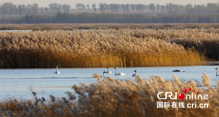 01【吉林】【供稿】【白山松水（大圖）】【CRI看吉林（標題）】【生態吉林（圖+標題+摘要）】10萬餘只候鳥雲集吉林波羅湖國家級自然保護區