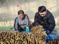 延吉青年生態轉型種出反季致富芽：暖棚藏春味 嫩芽變金枝