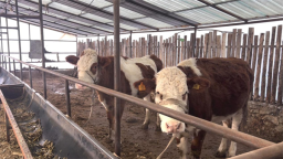 吉林省安圖縣永慶鄉：養好致富牛 拓寬增收路