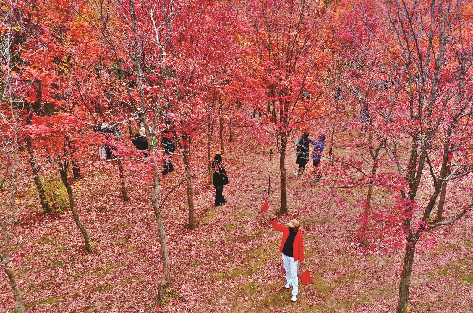 長春董家屯紅葉美成“網紅”