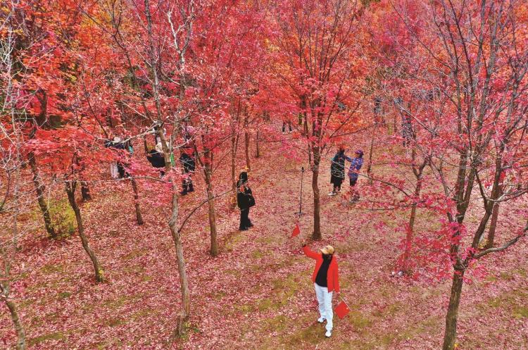 長春董家屯紅葉美成“網紅”