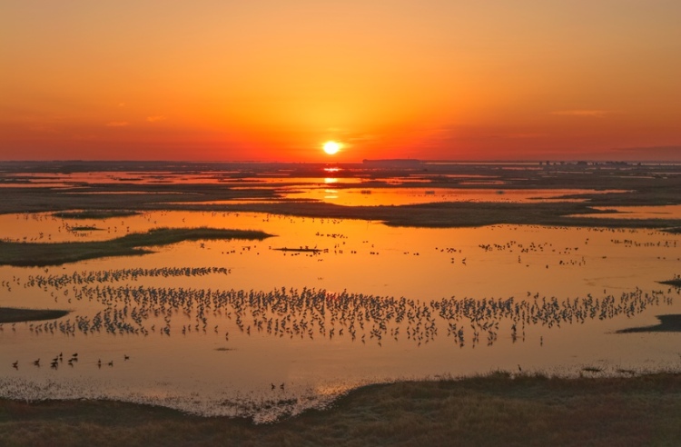 莫莫格秋日“派對”：十萬候鳥嗨翻生態樂園
