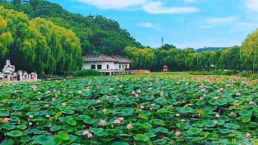 吉林市：夏日荷韻引客來