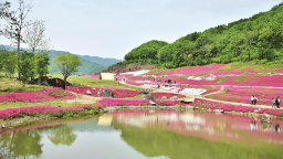 蛟河市：芝櫻花海如雲似霞