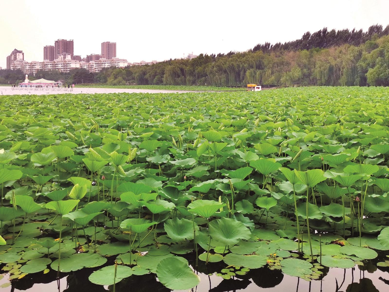 松原市鏡湖公園：荷花蒼翠欲滴
