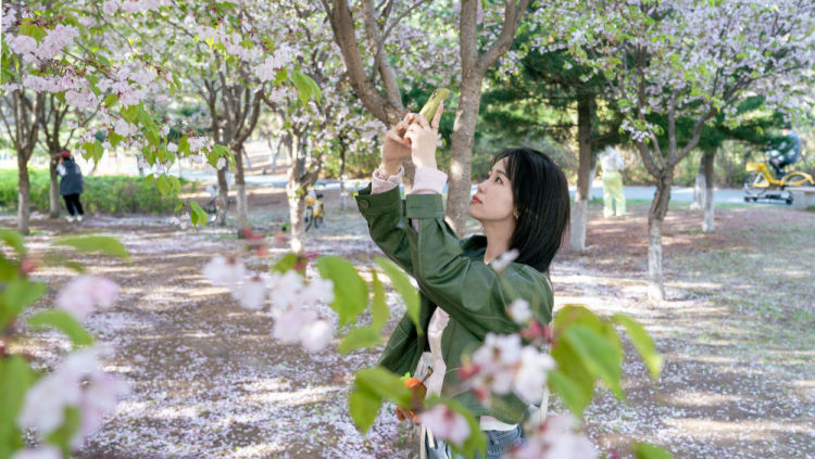 次第花開撬動吉林“賞花經濟”