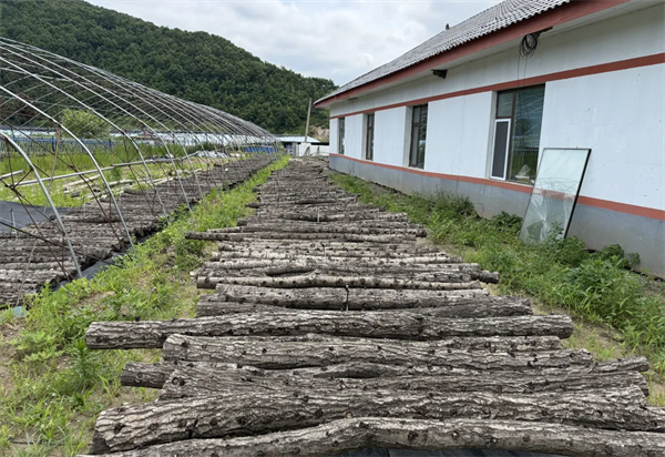 延邊州安圖縣：夏野“豐”光無限好_fororder_吉林夏野1