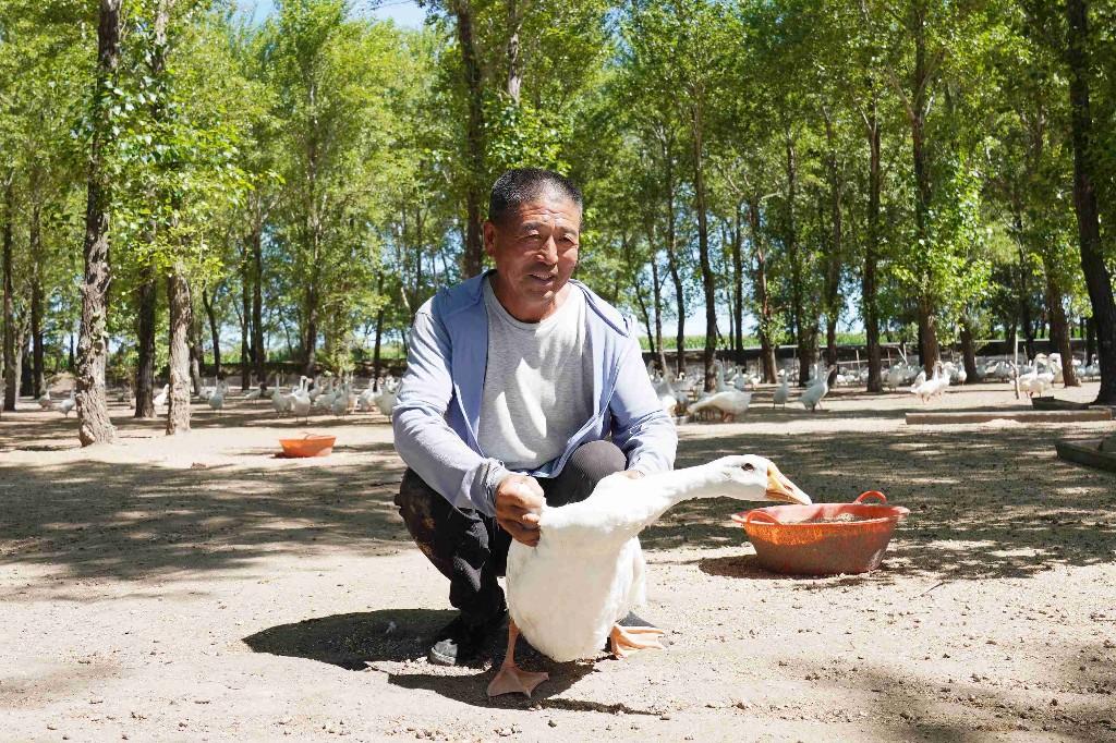 “鵝鵝鵝”唱響東屏致富歌