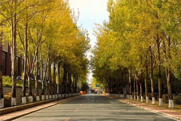 長春汽開區的秋 是硬核的 也是溫柔的_fororder_吉林汽開區2