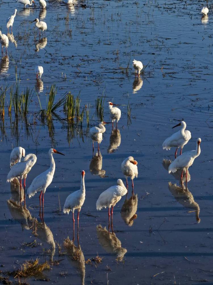 莫莫格秋日“派對”：十萬候鳥嗨翻生態樂園