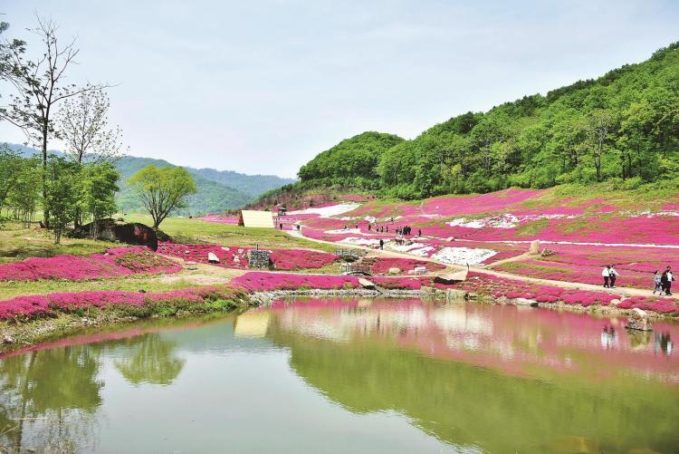 蛟河市：芝櫻花海如雲似霞