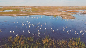 吉林莫莫格迎來候鳥遷徙高峰
