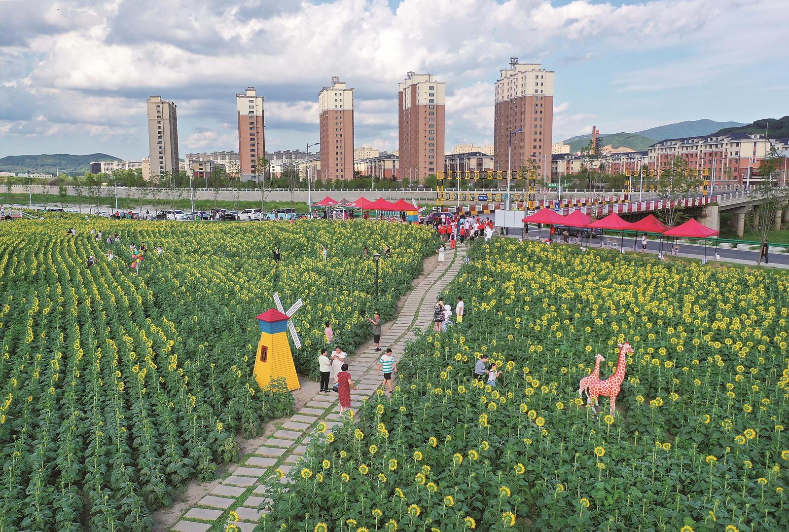 吉林市永吉縣：葵花向陽綻放