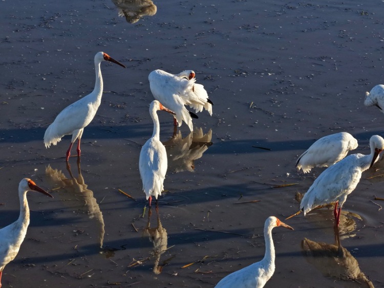 莫莫格秋日“派對”：十萬候鳥嗨翻生態樂園